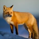 African Nations Are Struggling To Save Their Wildlife